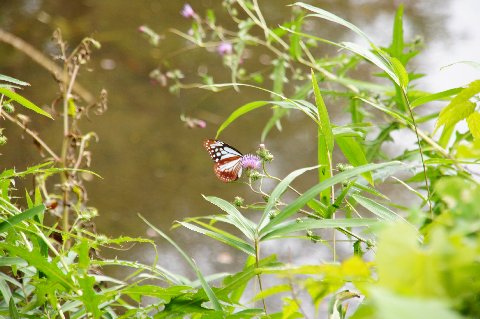 アザミの蜜を吸うアサギマダラ