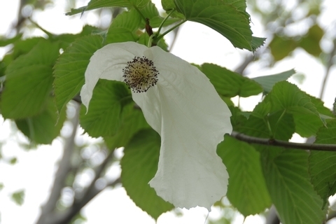 ハンカチノキの花