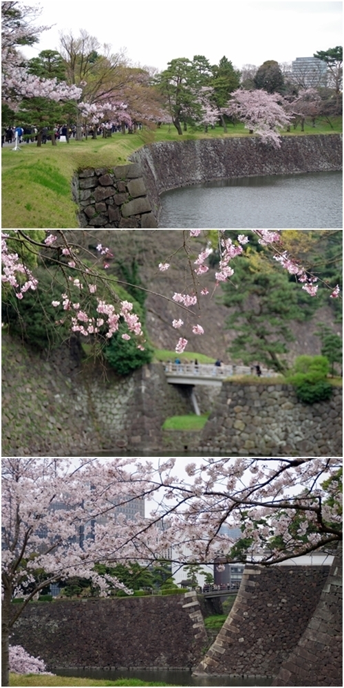 乾濠と桜