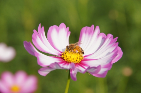 コスモスの花粉を集めるミツバチ