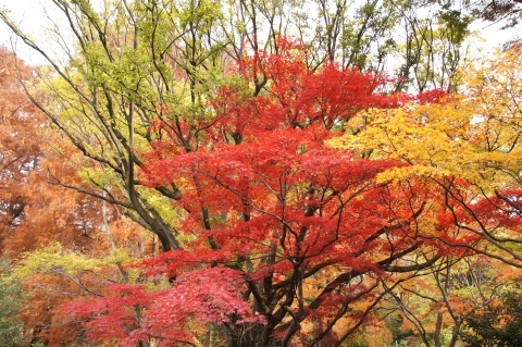 イロハカエデの紅葉