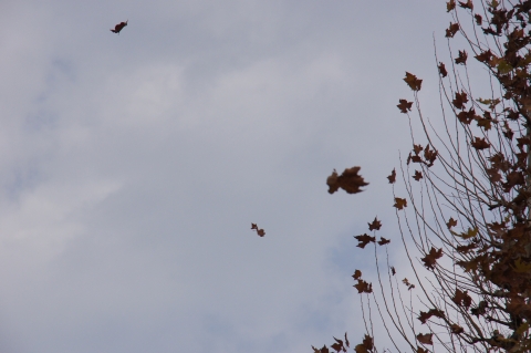 風に飛ばされるプラタナスの葉
