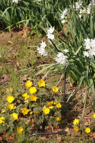 水仙の花とフクジュソウ