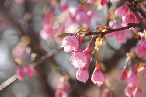 日差しを浴びる琉球寒緋桜