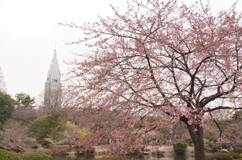 修善寺寒桜とドコモタワー