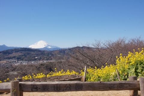 吾妻山公園から富士山