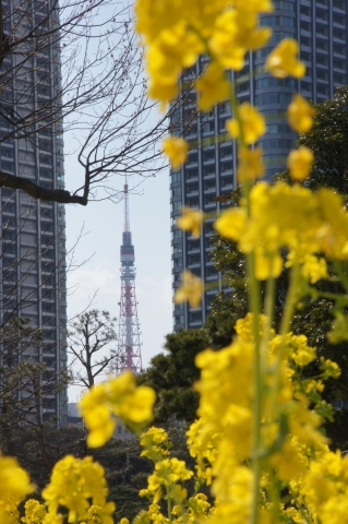 菜の花と東京タワー2