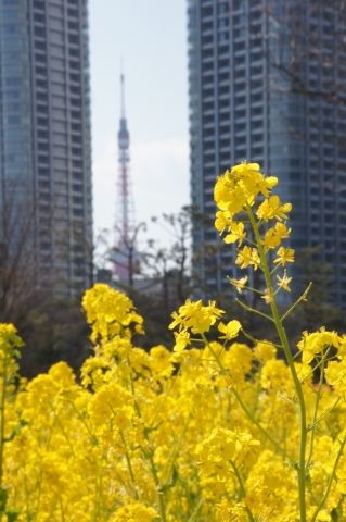菜の花と東京タワー4