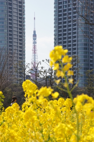 菜の花と東京タワー5