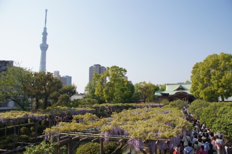 亀戸天神の藤棚と東京スカイツリー