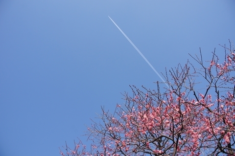 紅梅と飛行機雲