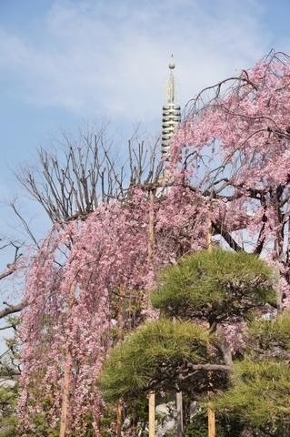 書院と枝垂桜と五重塔