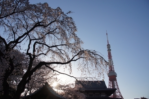 増上寺・東京タワー・桜