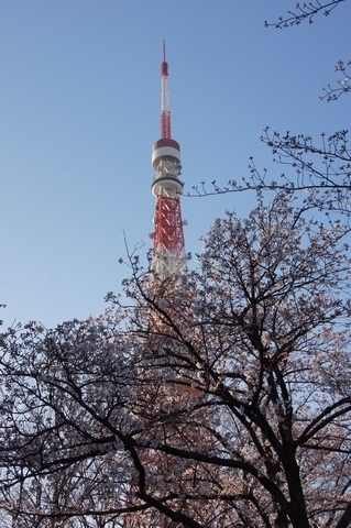 東京タワーと桜