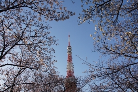 アクラに包まれた東京タワー