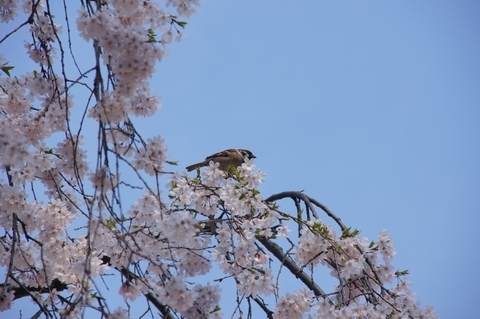 枝垂桜とスズメ