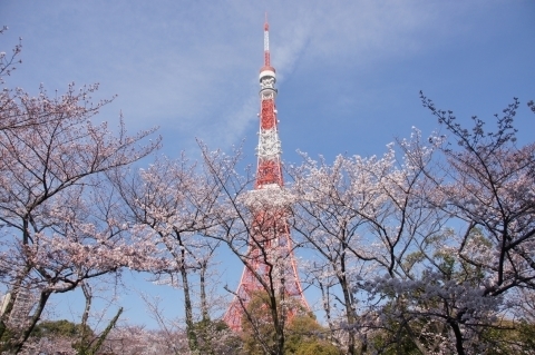 サクラと東京タワー
