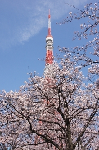 桜と東京タワー