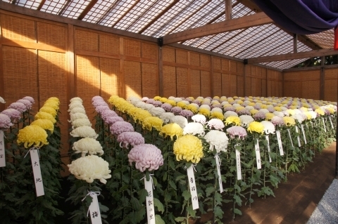 大菊花壇