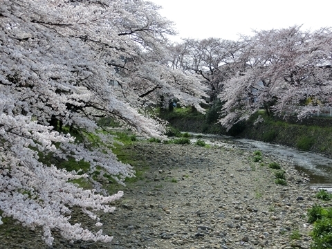 霞川の桜