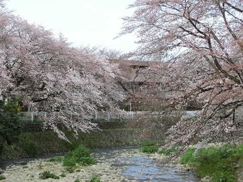 霞川の桜3