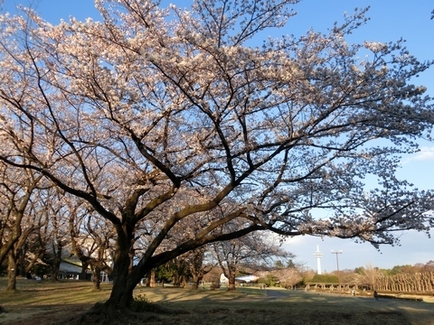 所沢航空記念公園の桜