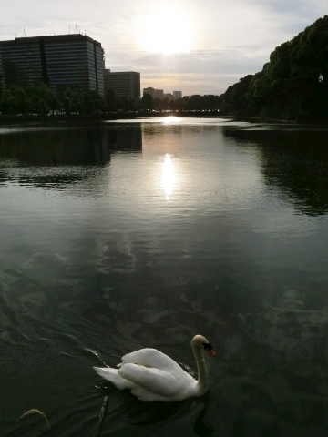 夕日と白鳥