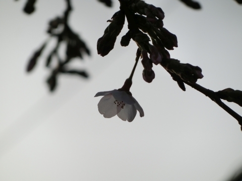 枝先に咲いたソメイヨシノ