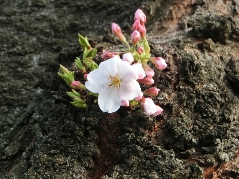 しっかり咲いたソメイヨシノ