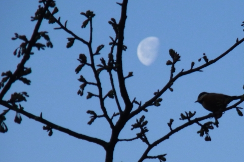 カワヅザクラに集まる月と四十雀