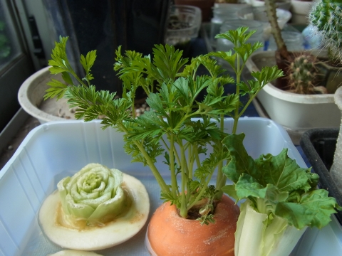 台所の野菜たち