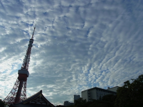 うろこ雲と東京タワー
