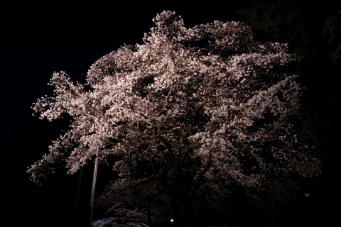 北野天神社夜桜あかり2