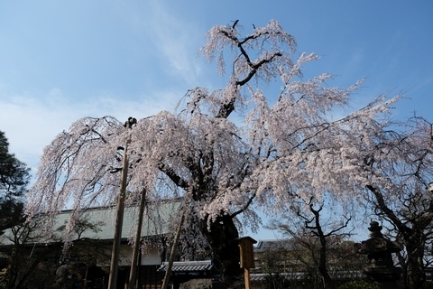 喜多院の枝垂れ桜1
