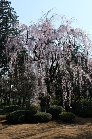 家光公お手植えの枝垂れ桜