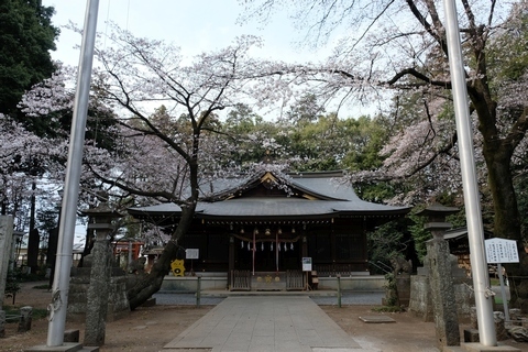 北野天神社のソメイヨシノ