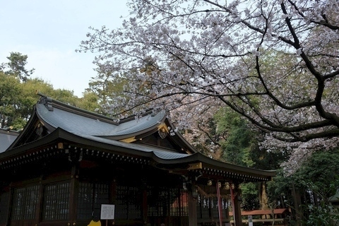 北野天神社　拝殿と桜1