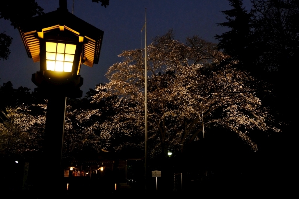 北野天神社　桜のライトアップ1