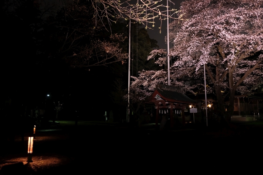 行灯とライトアップされた桜2