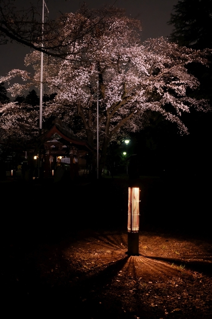 行灯とライトアップされた桜