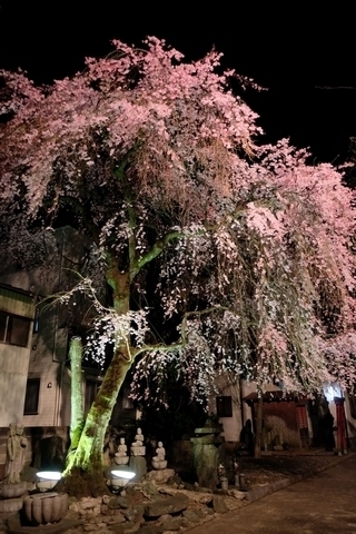新光寺の枝垂れ桜・ライトアップ