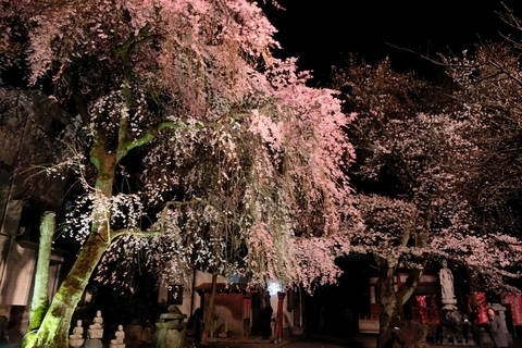 新光寺の桜のライトアップ