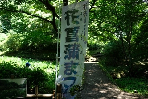 智光山公園花菖蒲まつり