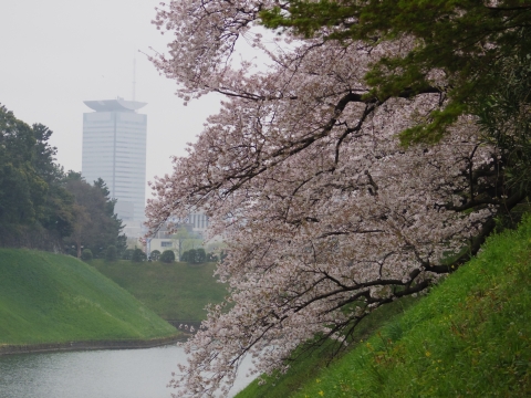 半蔵濠の桜