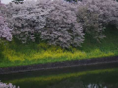 半蔵濠の菜の花とサクラ