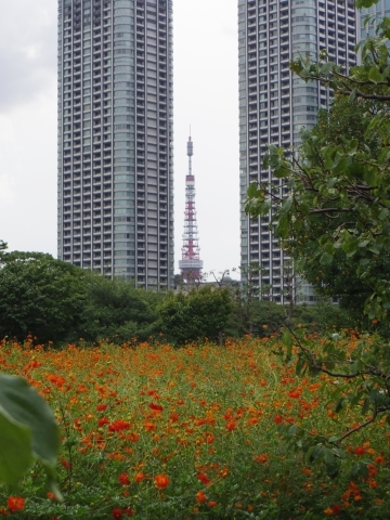 キバナコスモスと東京タワー