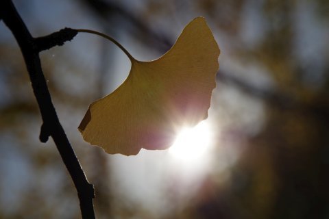 陽の光を浴びるイチョウの葉