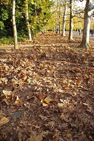 落ち葉に埋まるプラタナス並木