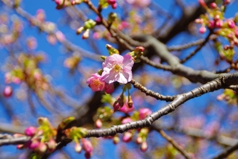 ツボミたくさん、河津桜