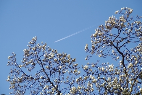 ハクモクレンと飛行機雲